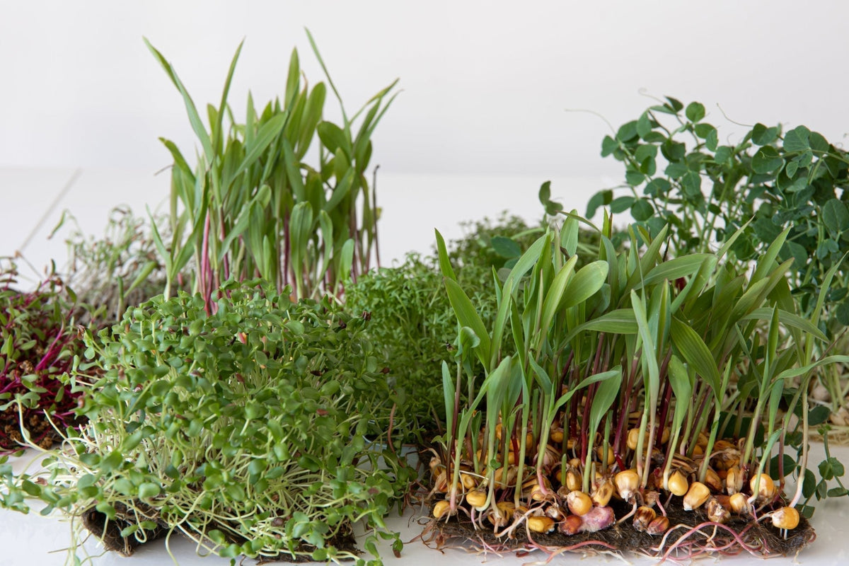 A Guide to Earth-Derived Ingredients Designed to Fuel Your Performance